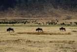 Tanzania & Zanzibar