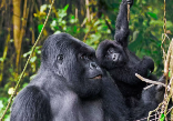 Uganda