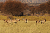 Africa 4