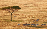 Africa 4